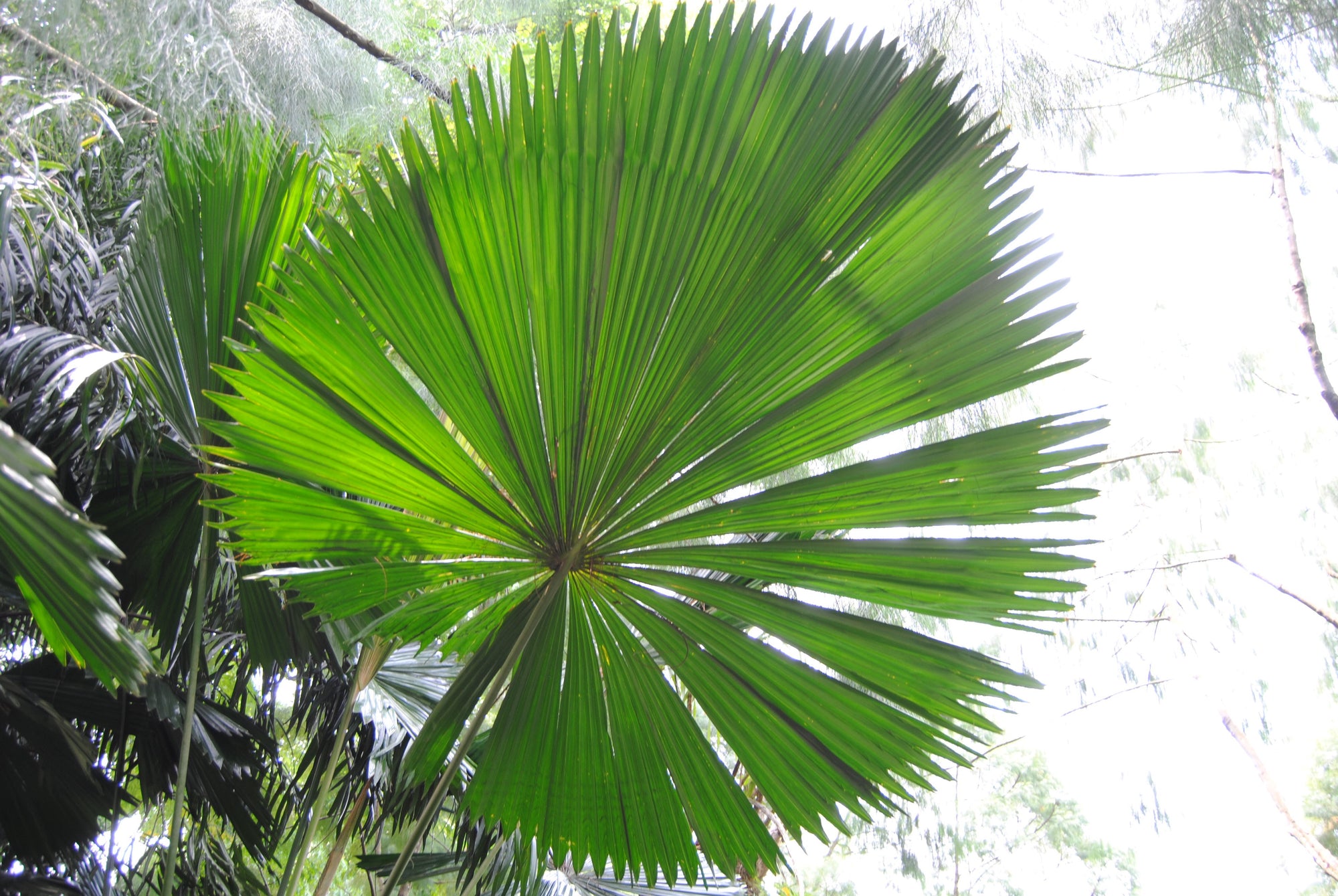 Color Inspiration: Singapore