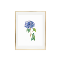 Hydrangea 1  Print