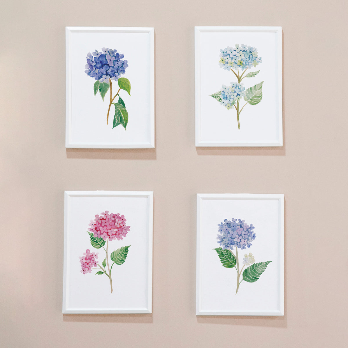 Hydrangea 2 Print