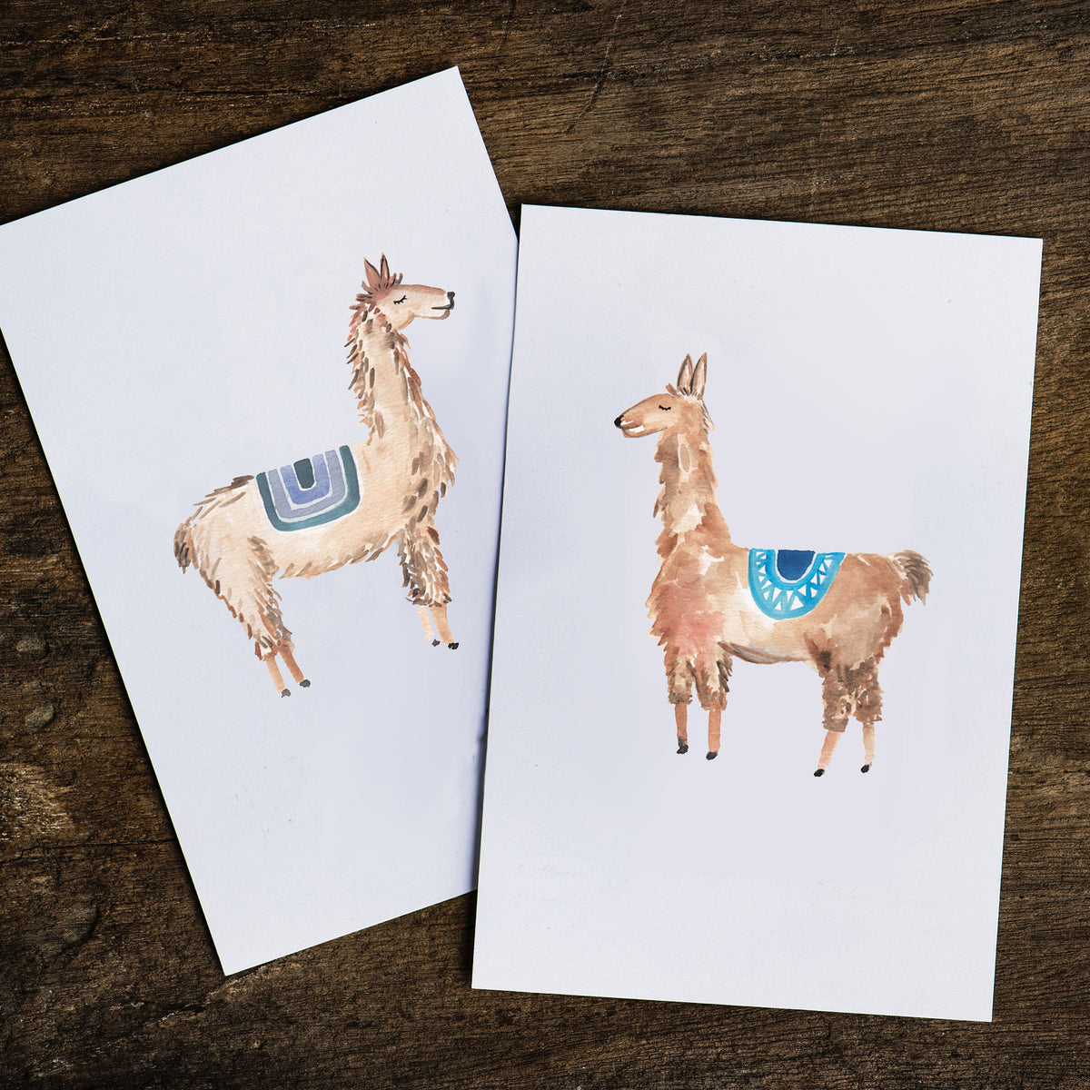 William Llama Print