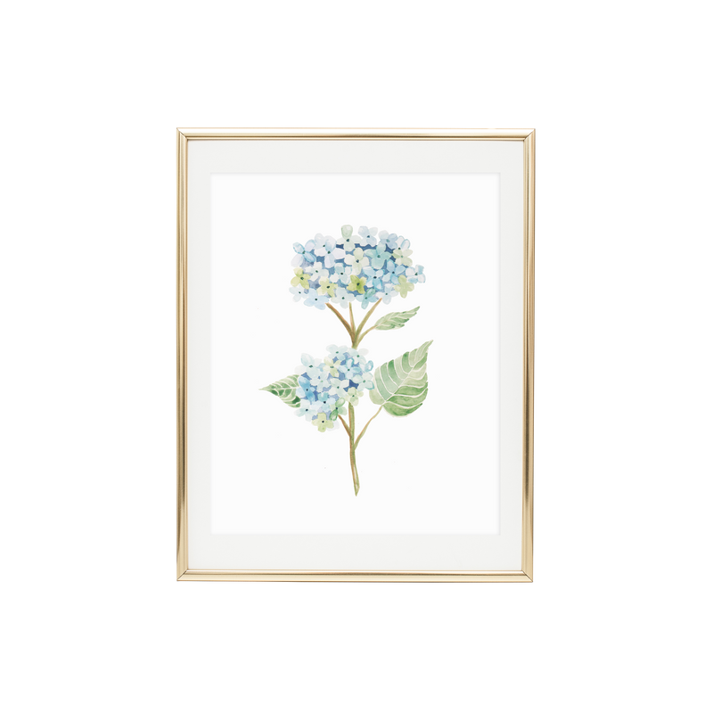 Hydrangea 2 Print